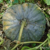Cucurbita maxima Duchesne
